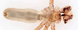 Image of Long-bodied Cellar Spider