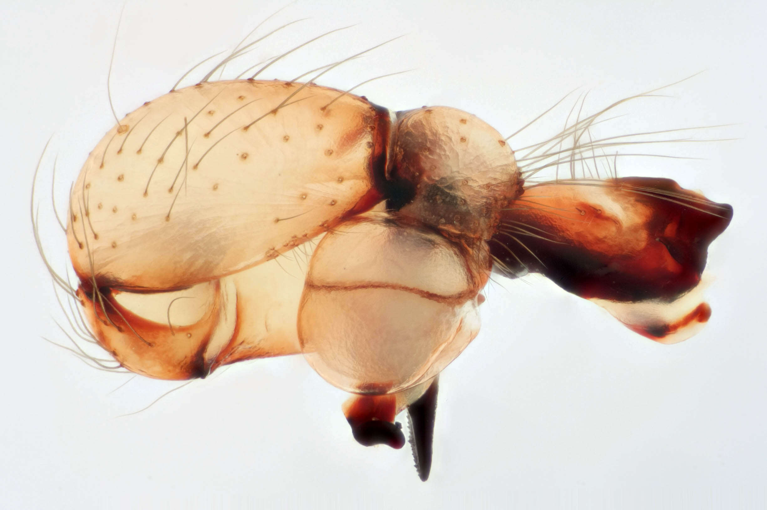 Image of Long-bodied Cellar Spider