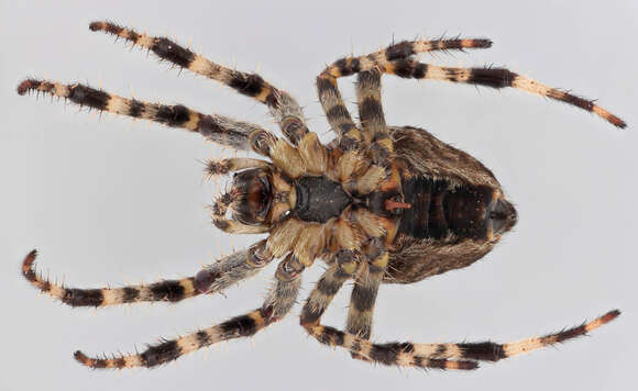 Image of Garden spider