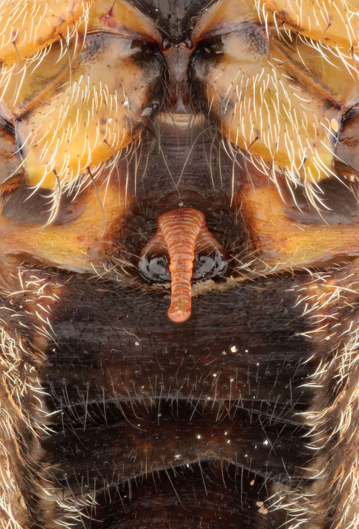 Image of Garden spider