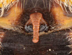 Image of Garden spider