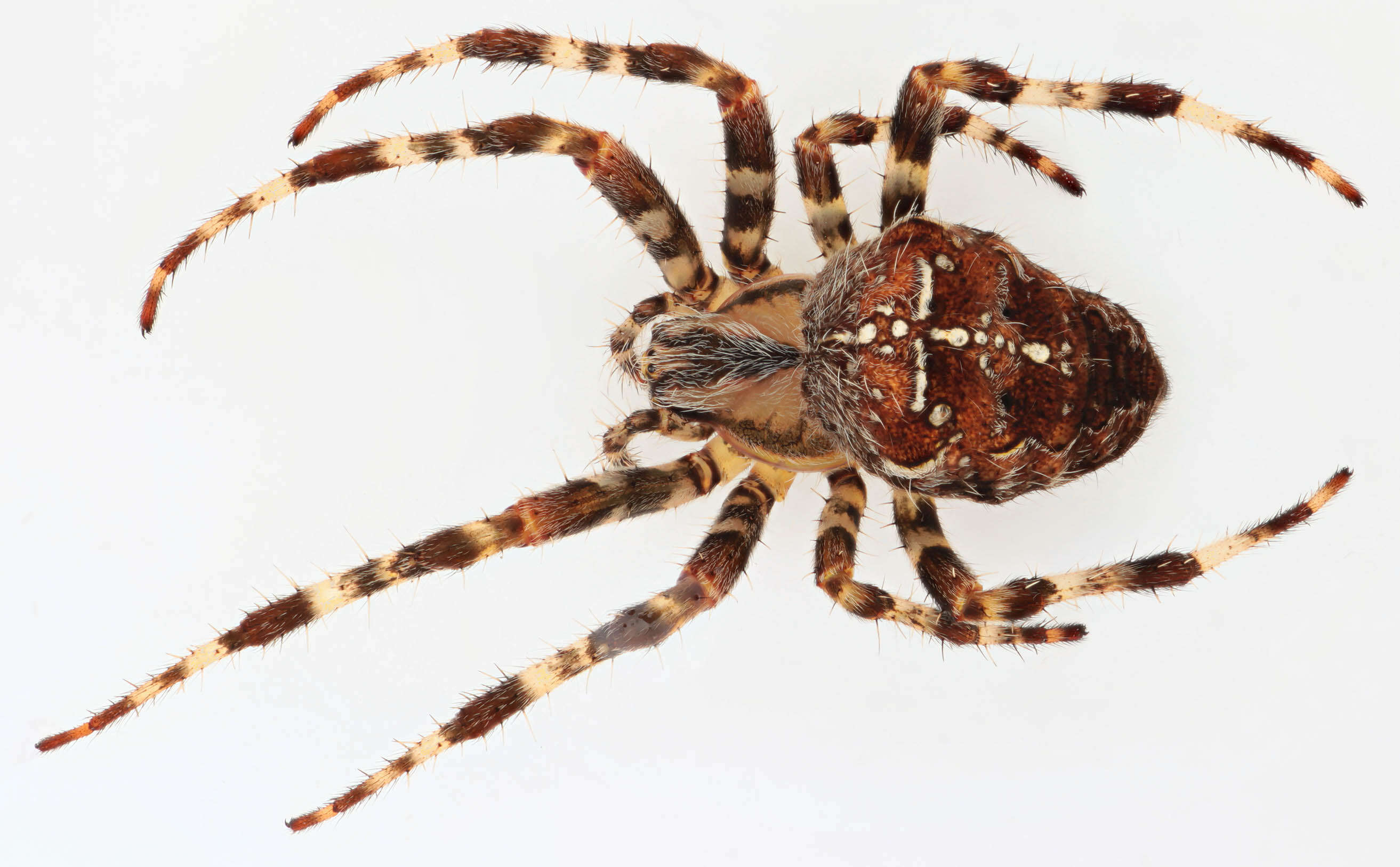 Image of Garden spider