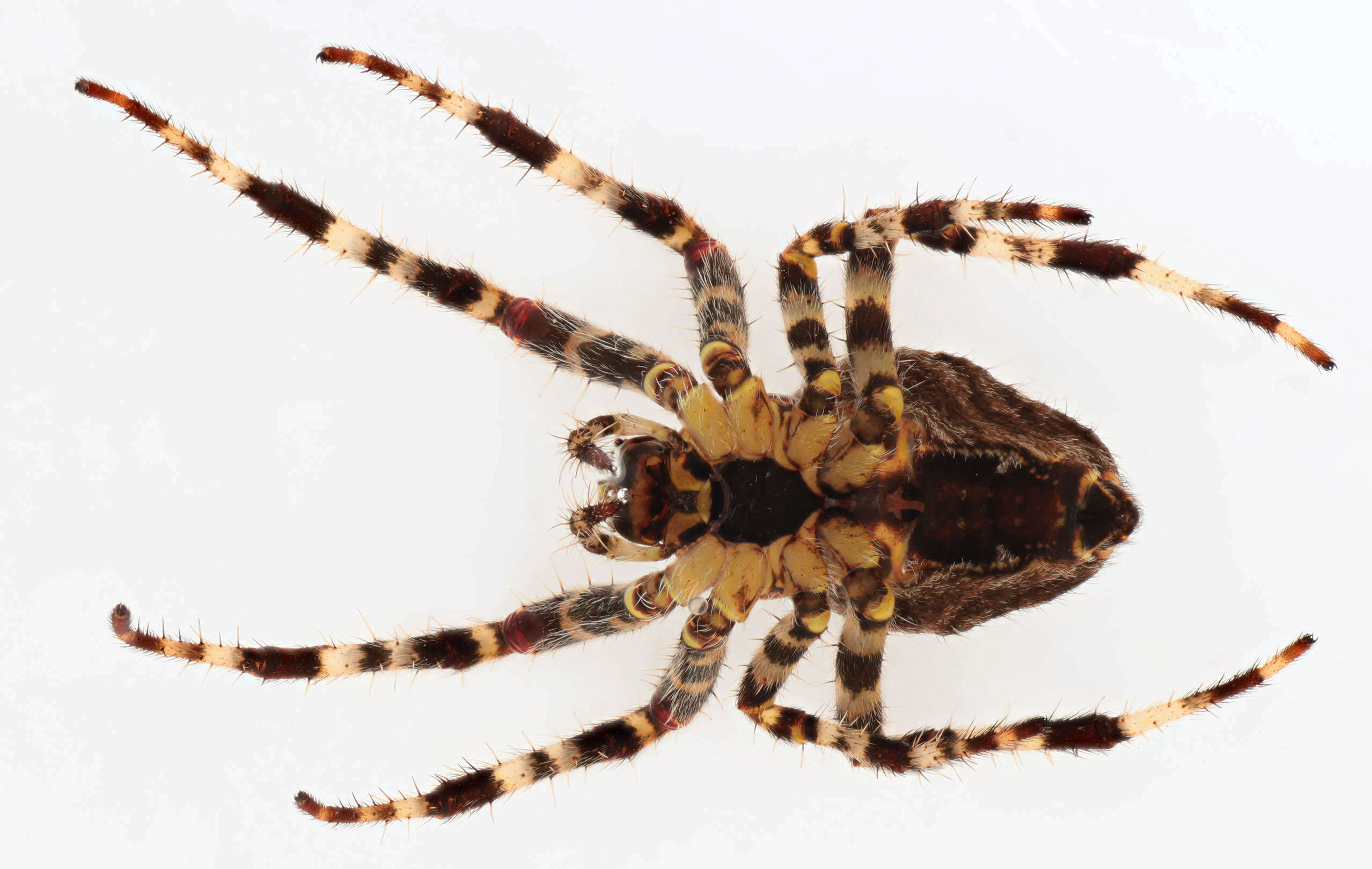 Image of Garden spider