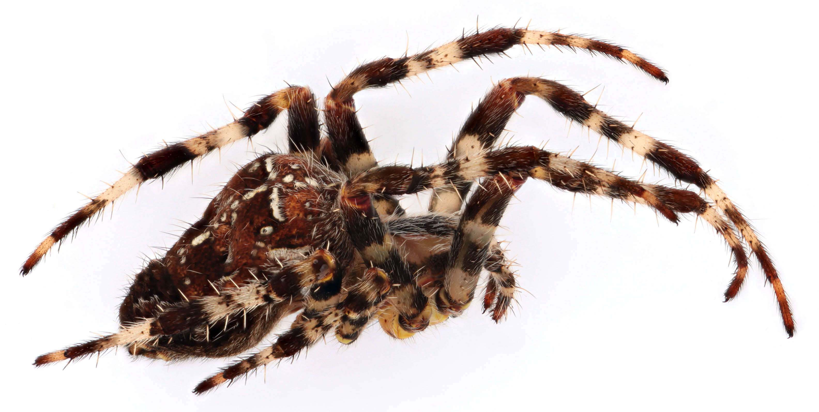 Image of Garden spider