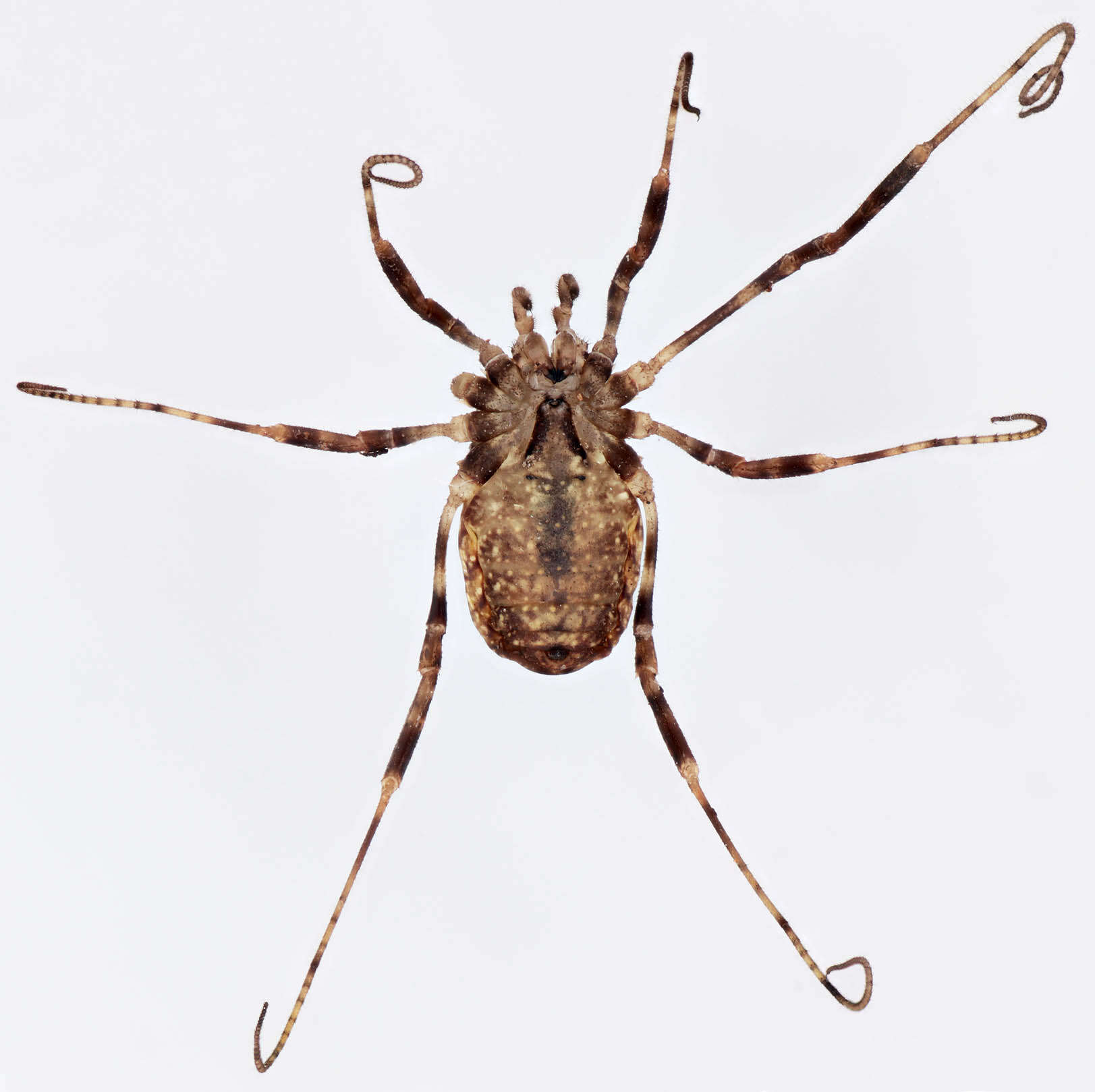 Sivun Paroligolophus agrestis (Meade 1855) kuva