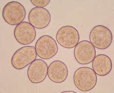 Imagem de Puccinia sessilis J. Schröt. 1870