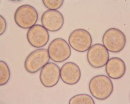 Imagem de Puccinia sessilis J. Schröt. 1870