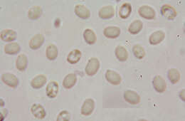 Image of Mucronella calva (Alb. & Schwein.) Fr. 1874