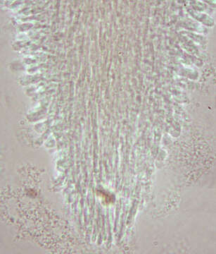 Image of Mucronella calva (Alb. & Schwein.) Fr. 1874