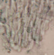 Image of Mucronella calva (Alb. & Schwein.) Fr. 1874