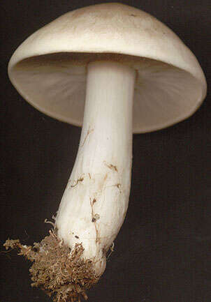 Image of Calocybe