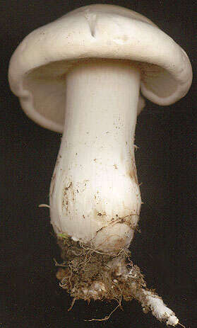 Image of Calocybe