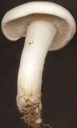 Image of Calocybe