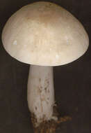 Image of Calocybe