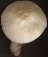 Image of Calocybe