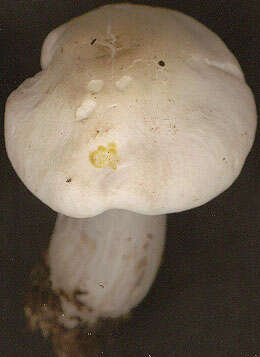 Image of Calocybe