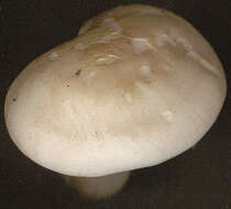 Image of Calocybe