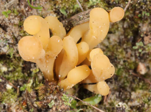 Image of Clavaria argillacea Pers. 1797