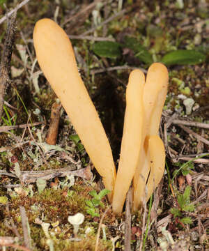 Image of Clavaria argillacea Pers. 1797