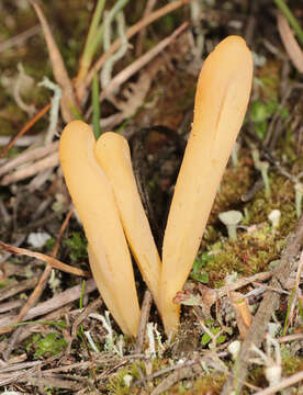 Image of Clavaria argillacea Pers. 1797