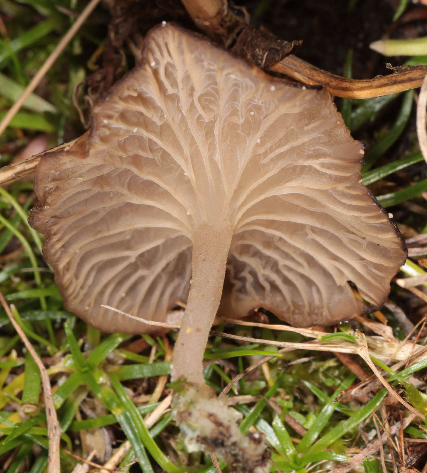 Image of Arrhenia peltigerina (Peck) Redhead, Lutzoni, Moncalvo & Vilgalys 2002