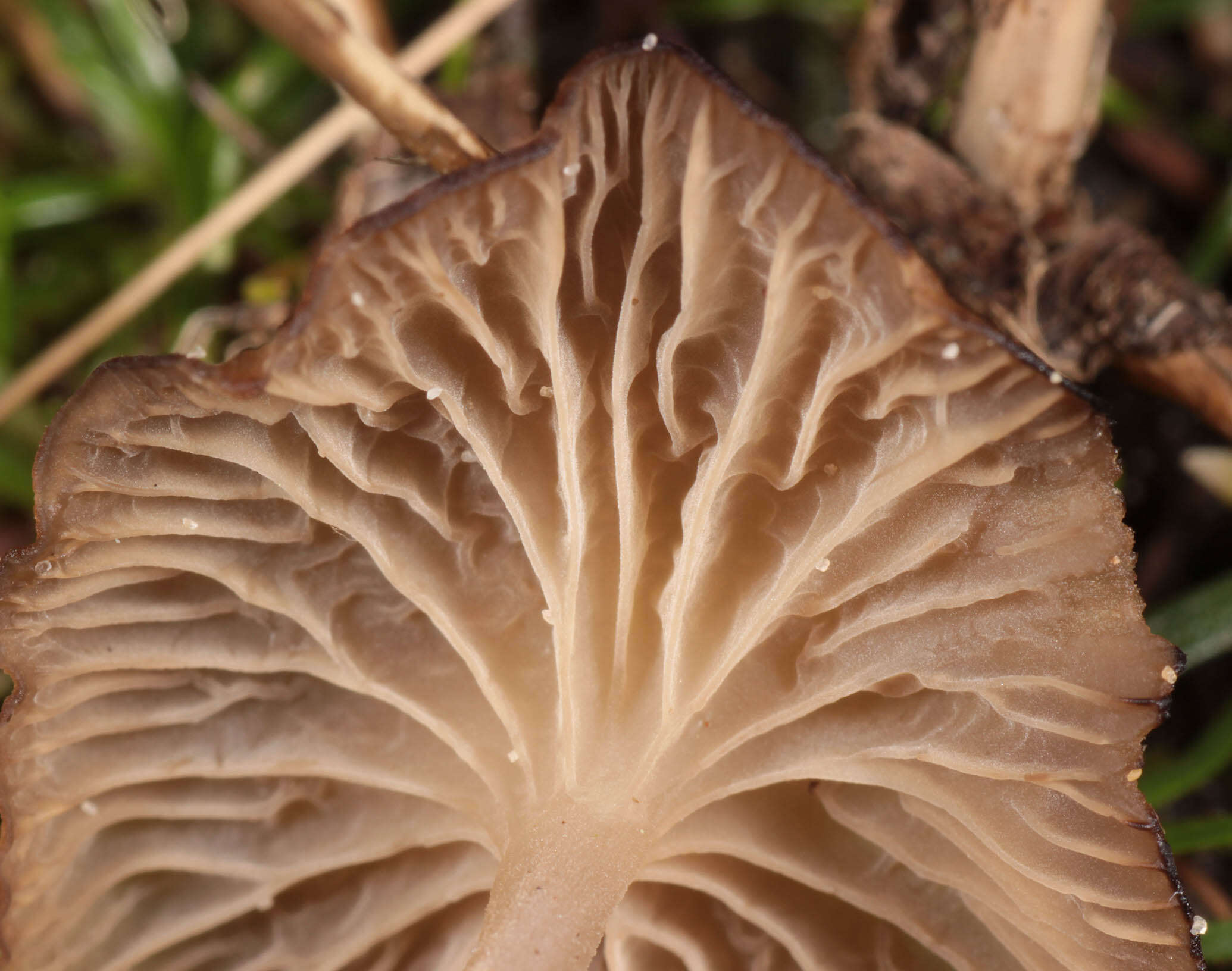 Image of Arrhenia peltigerina (Peck) Redhead, Lutzoni, Moncalvo & Vilgalys 2002