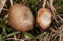 Image of Arrhenia peltigerina (Peck) Redhead, Lutzoni, Moncalvo & Vilgalys 2002