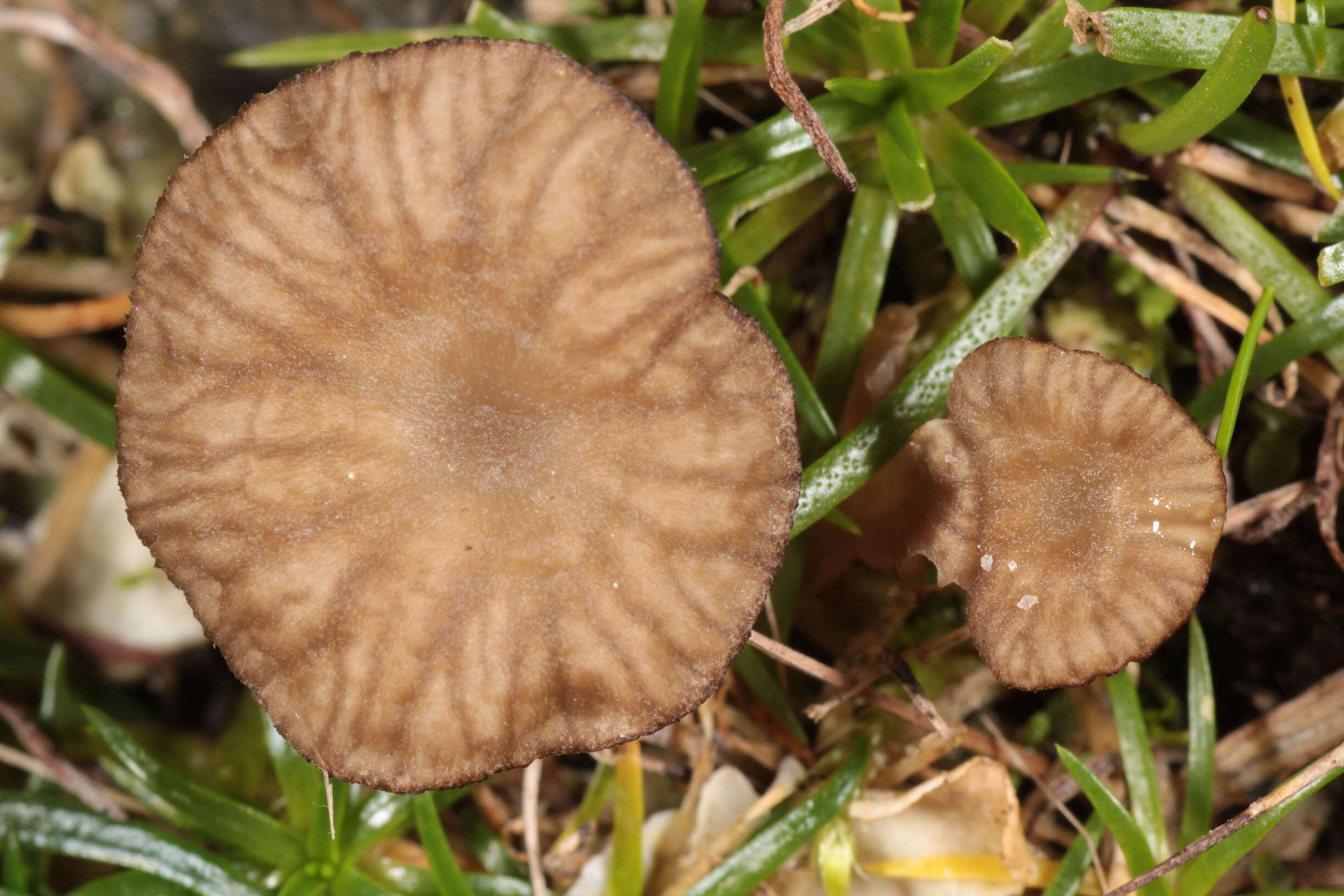 Image of Arrhenia peltigerina (Peck) Redhead, Lutzoni, Moncalvo & Vilgalys 2002