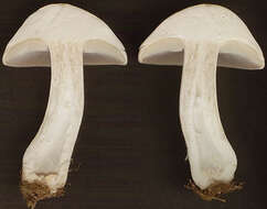 Image of Calocybe