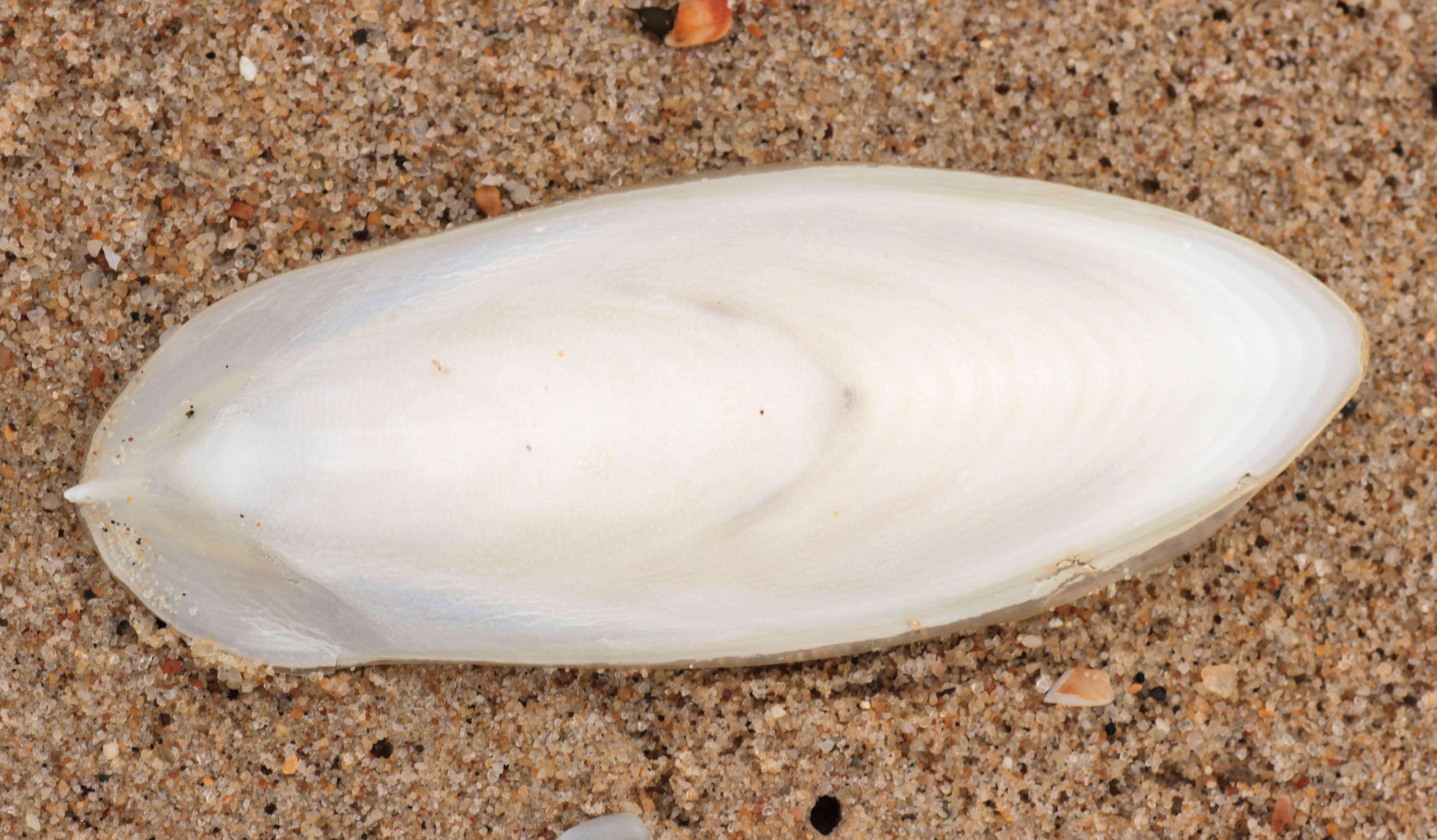 Image of Common Cuttlefish