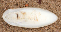 Image of Common Cuttlefish