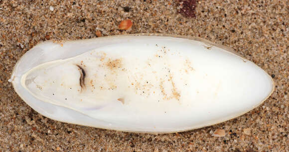 Image of Common Cuttlefish