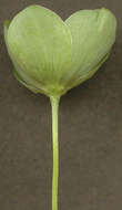 Image of Green Hellebore