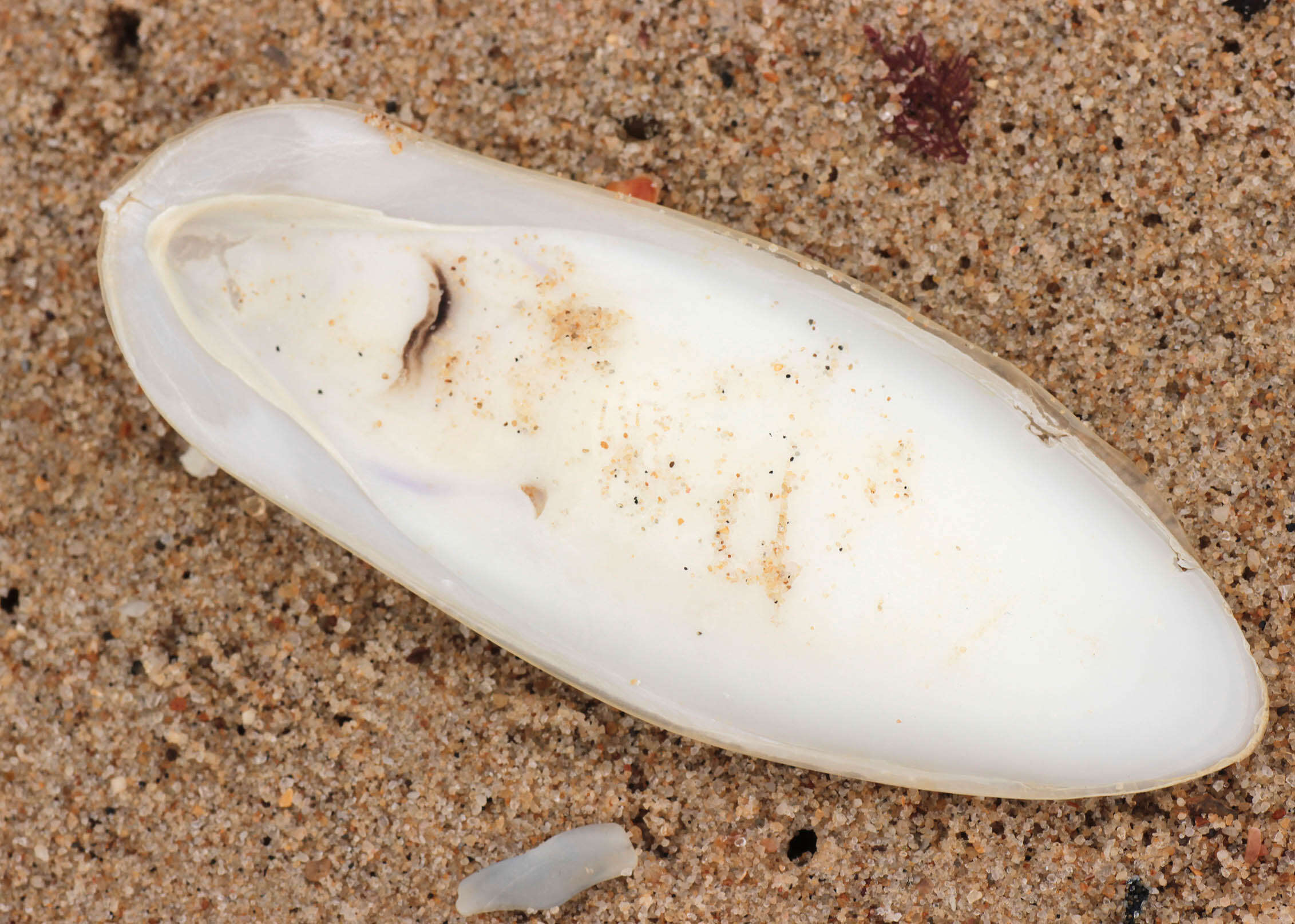 Image of Common Cuttlefish