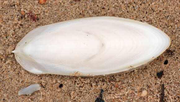 Image of Common Cuttlefish