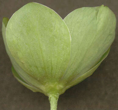 Image of Green Hellebore