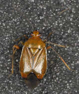 Image of red capsid bug