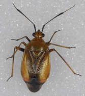 Image of red capsid bug