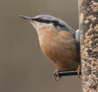 Image of Eurasian Nuthatch