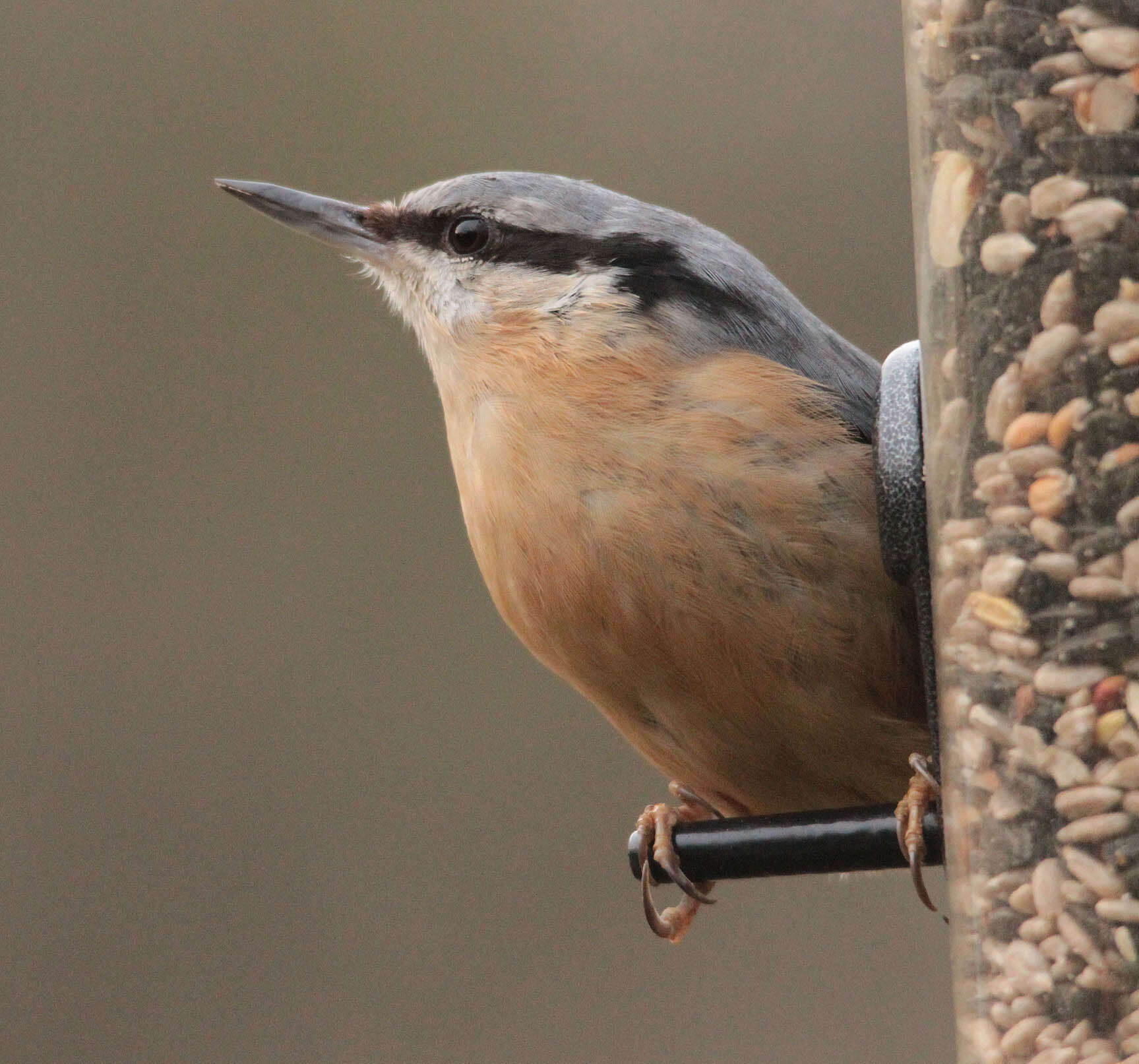 Image of Eurasian Nuthatch