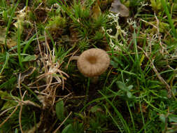 Image of Arrhenia peltigerina (Peck) Redhead, Lutzoni, Moncalvo & Vilgalys 2002