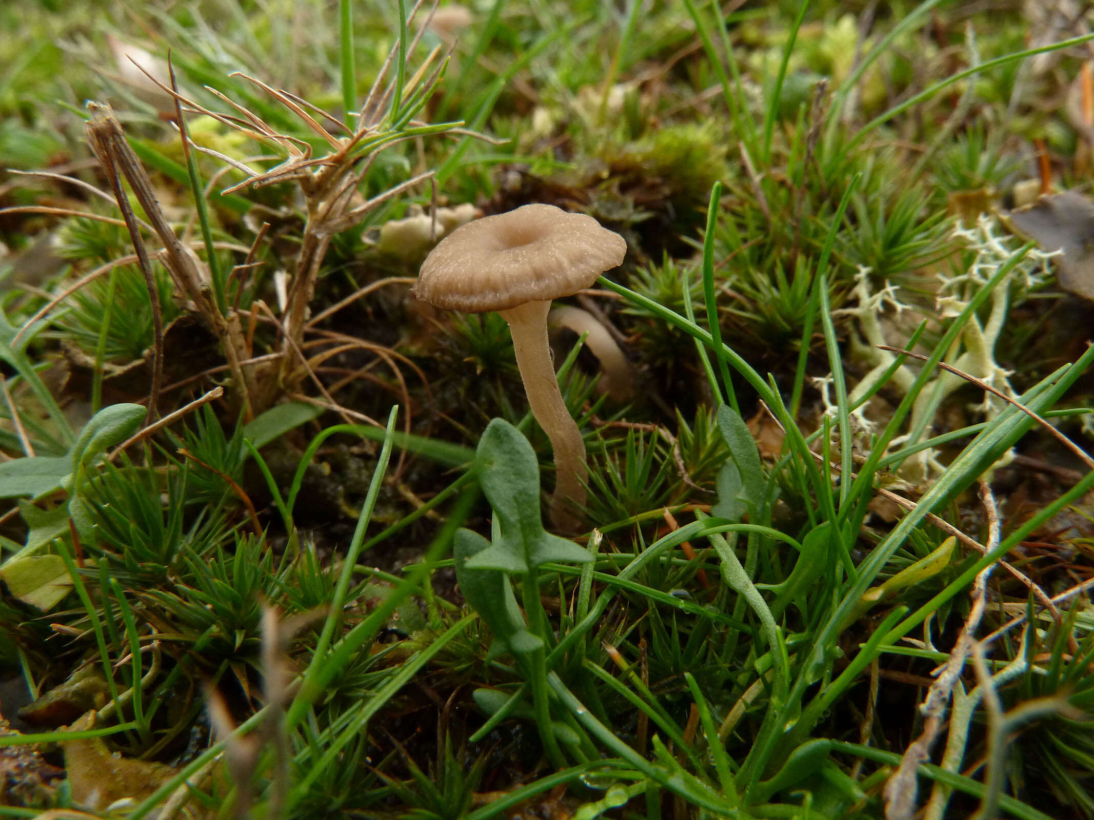 Image of Arrhenia peltigerina (Peck) Redhead, Lutzoni, Moncalvo & Vilgalys 2002