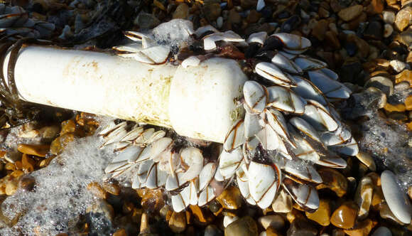 Image of Goose barnacle