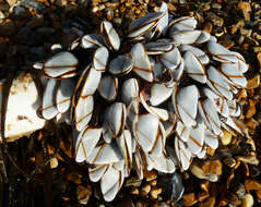 Image of Goose barnacle