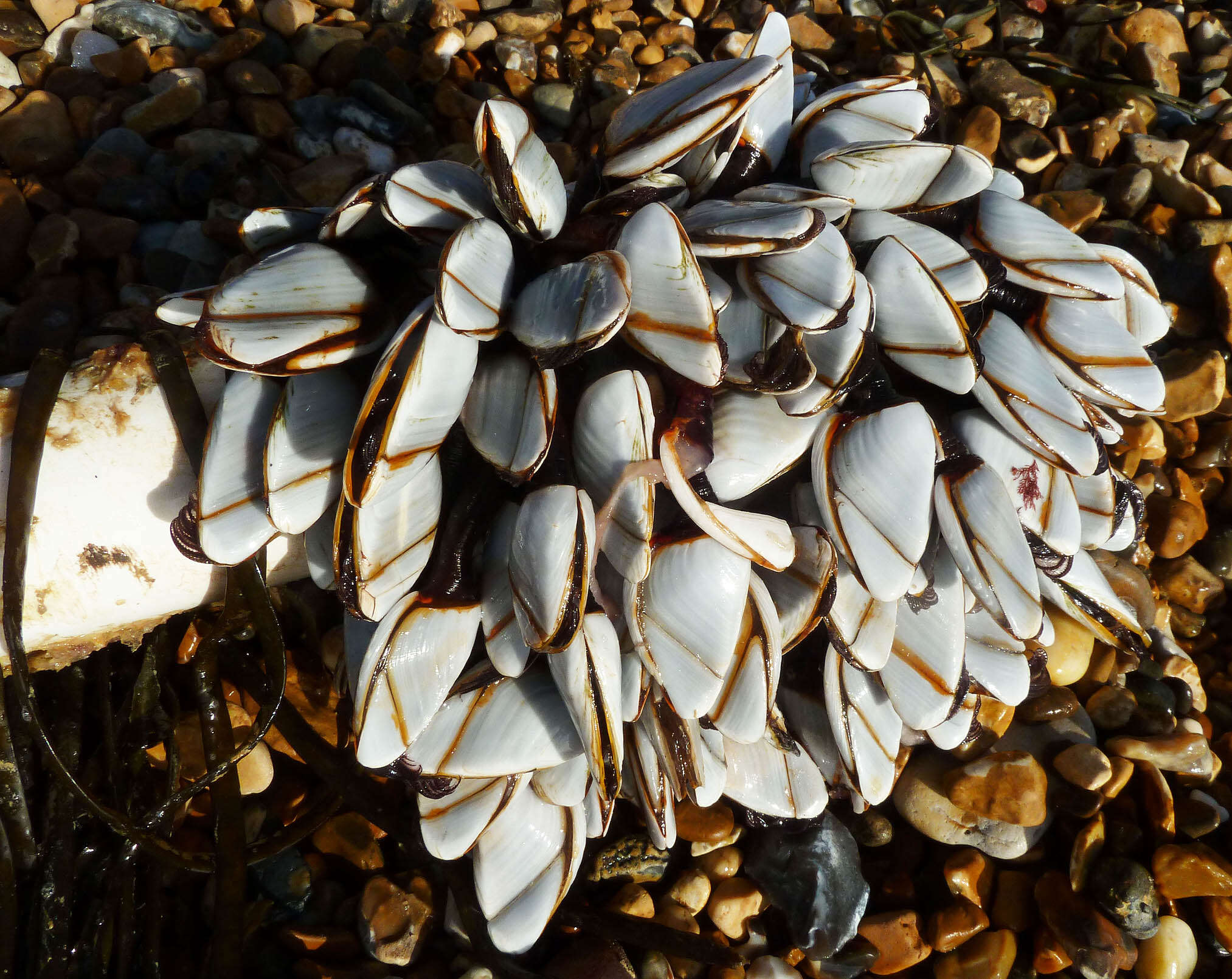 Image of Goose barnacle