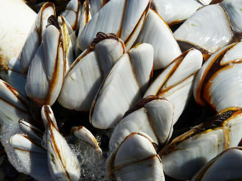 Image of Goose barnacle