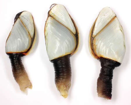 Image of Goose barnacle