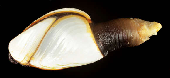 Image of Goose barnacle