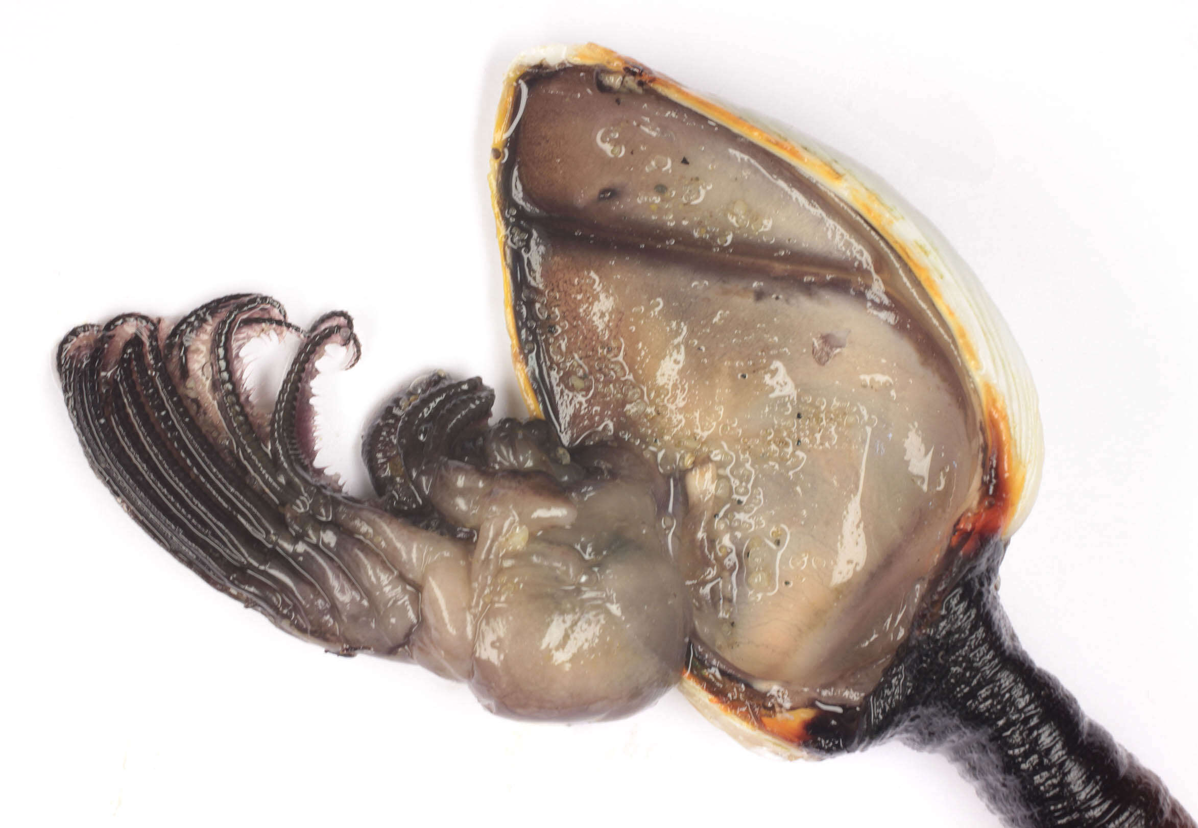 Sivun Lepas (Anatifa) anatifera Linnaeus 1758 kuva