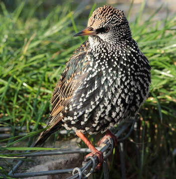 Image of Sturnus Linnaeus 1758